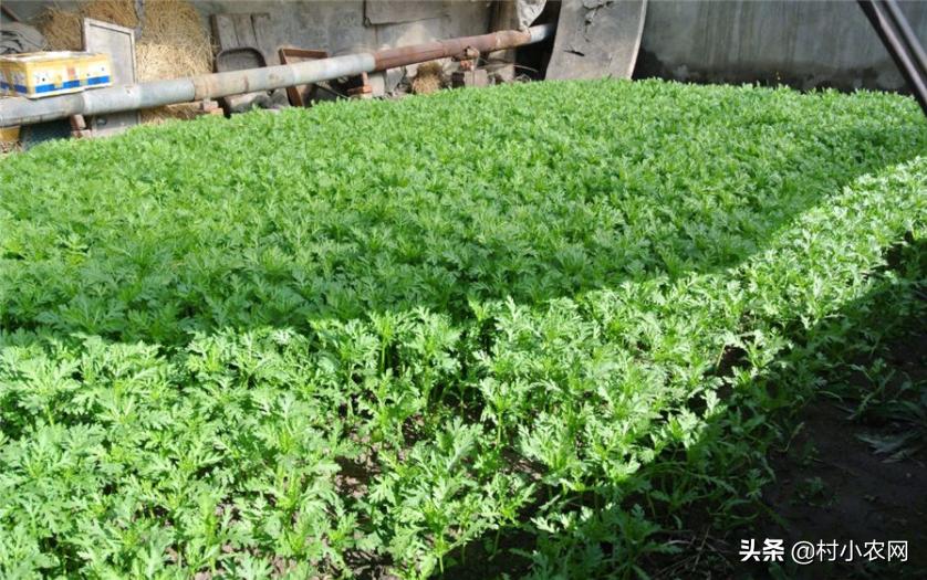 盆栽茼蒿真叶图片,在冬季农村蔬菜大棚里种植什么蔬菜效益最好?