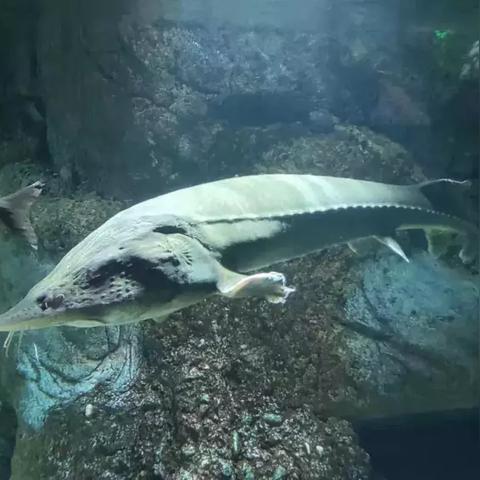 临沂市中华鲟的长尾关键词有哪些