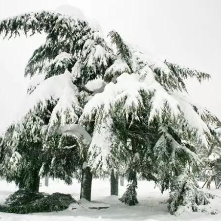 石家庄市最近下雪了吗的长尾关键词有什么