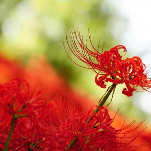 生肖兔年一生的运势(生肖兔年一生的运势和财运)