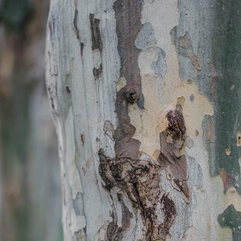 武汉市的市树叫什么