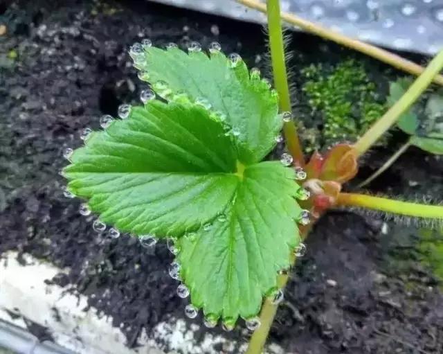 带孩子摘草莓要注意什么