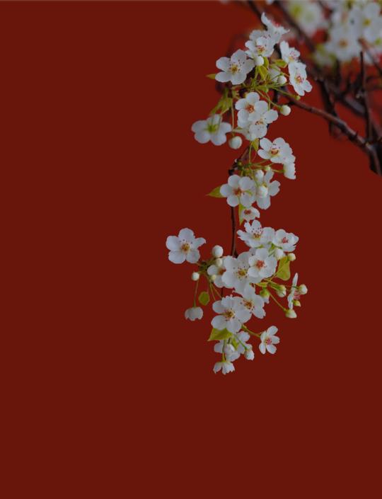 【诗词鉴赏】十首绝美的春归古诗词，送别春天，准备迎接初夏吧!