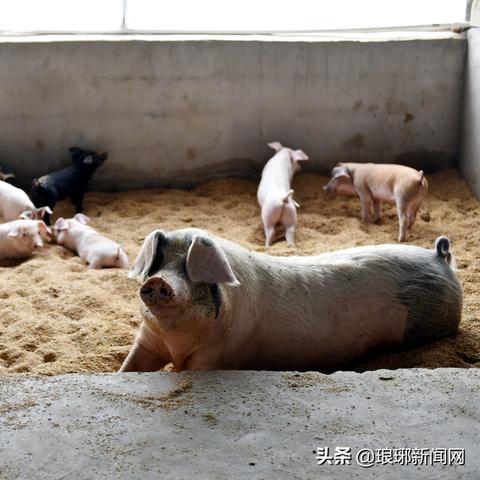 临沂市哪里养殖场多些