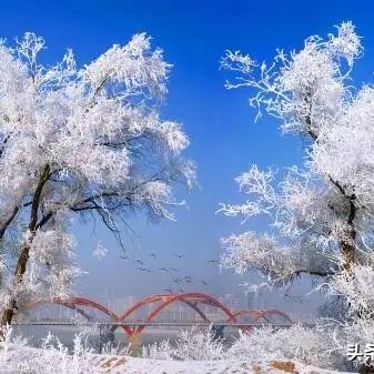 桂林哪个地方有柳树卖相关长尾关键词有哪些