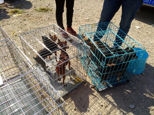 狗市：商贩出售小鹿犬价格低廉送笼子，却仍然生意惨淡！