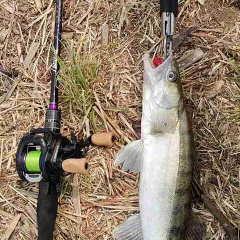 临沂市哪里可以钓鳜鱼