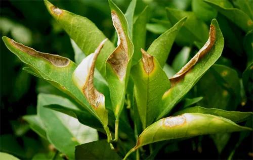 柑橘種植手藝病蟲(chóng)防治_湖南柑橘辦理手藝