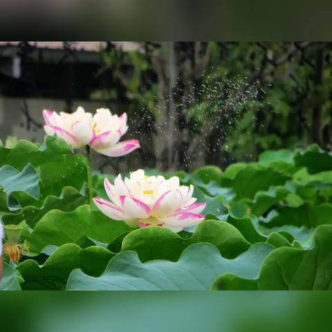 厦门市大农庄是哪个区的