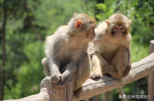 河南与山西交界，有座冷门又好玩的猴山，藏有3800只野生猕猴