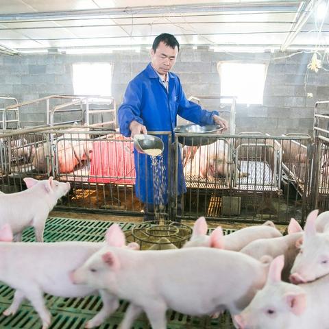 【天津今日生猪价格】2025年5月9日天津生猪价格是多少