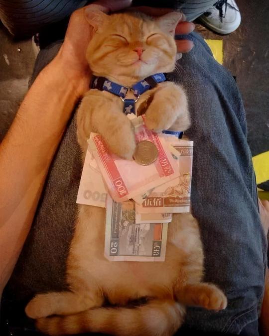 90后隐形贫困铲屎官：养猫，我们不是“精致穷”