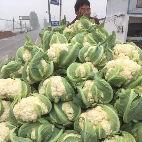 保定市哪里有卖板椒的店