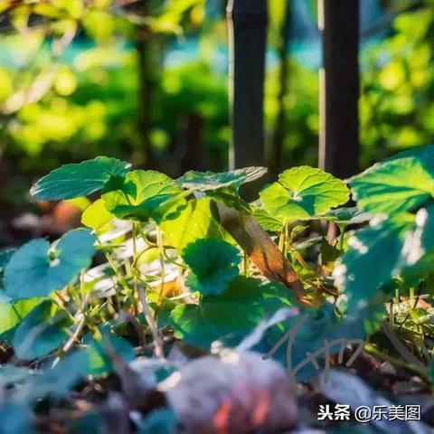 【香港天津茶室】相关长尾关键词有哪些