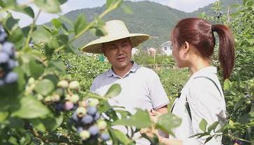 绥阳风华蓝莓成熟，一起去享受“苺”好时光吧