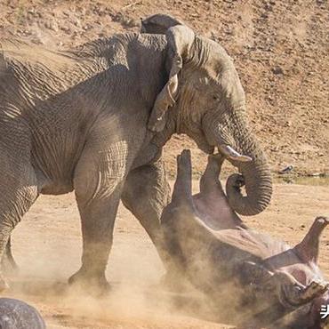 明年生肖运势属蛇(属蛇明年运势2021年运势)