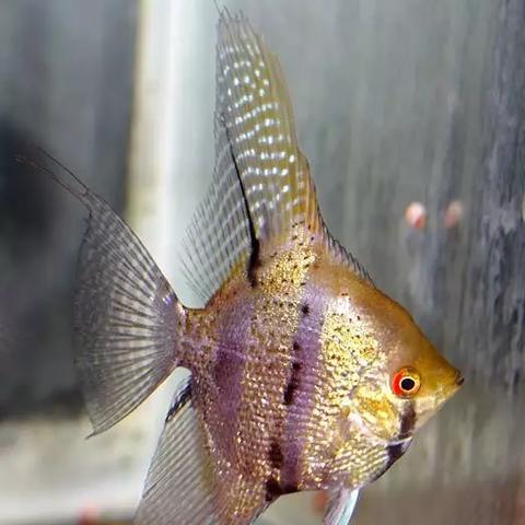 电影皇后游戏免费观看的长尾关键词有什么