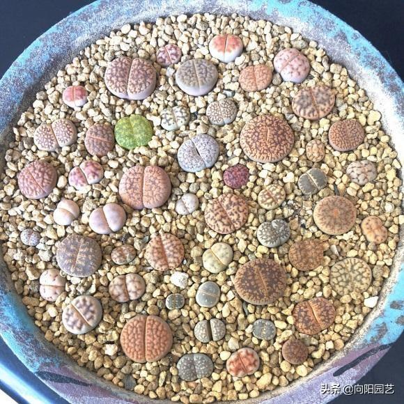 孩子红屁股晒太阳有用吗