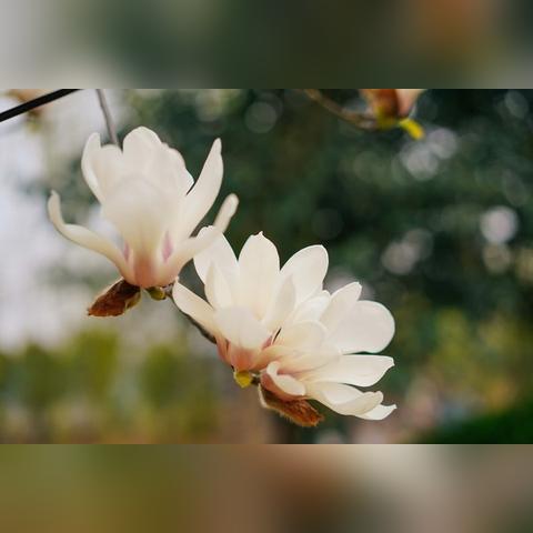武汉能看樱花吗的长尾关键词有什么