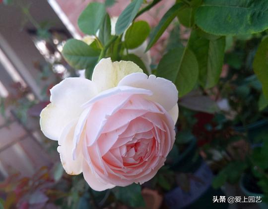 三款冷门的白富美月季，不仅又香又美，还是开花机器