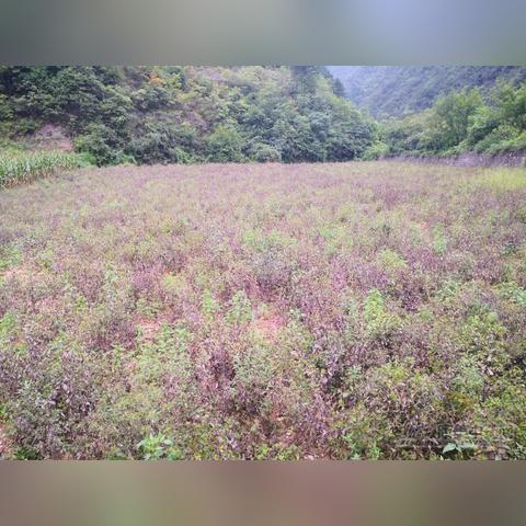 湖北最近天气怎么样