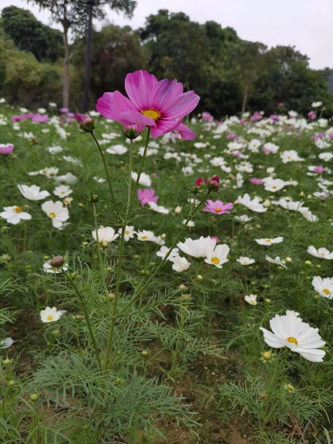 波斯菊幼苗图片,波斯菊生长开花过程?