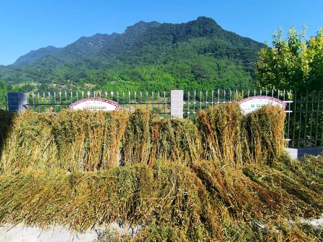 新生儿黄疸用药需注意有哪些