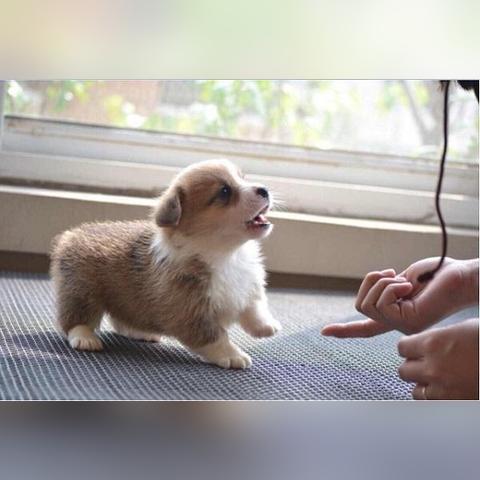 沈阳威玛犬相关长尾关键词有哪些