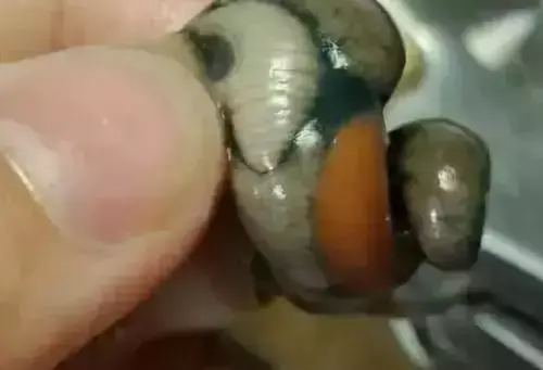 刚出海的紫菜怎么卖 出海的紫菜有哪些