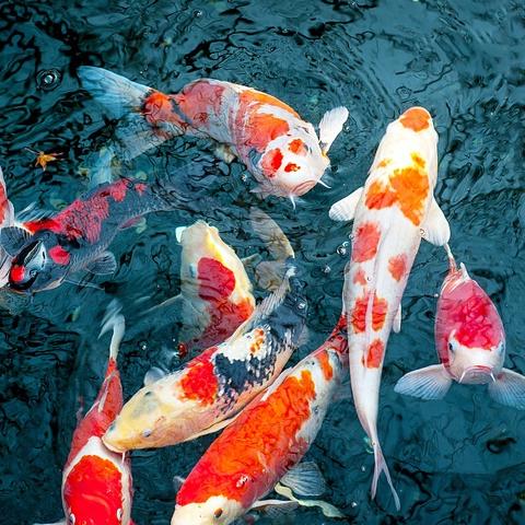 无锡市马山哪里卖锦鲤