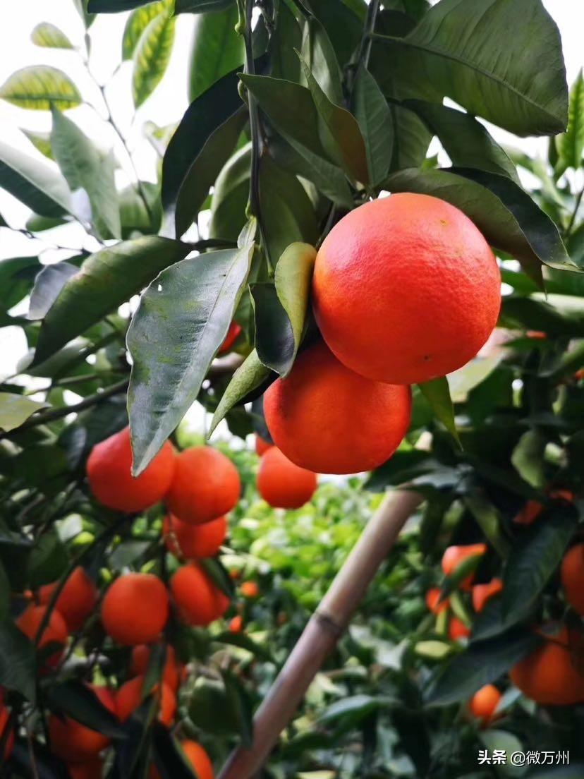 萬州柑橘種植手藝_四川紅袍柑學名叫什么