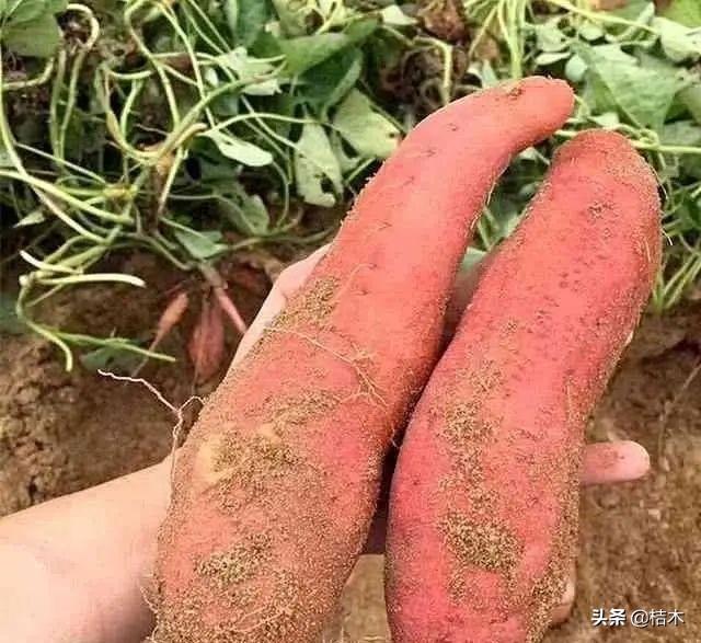 做什么美食比较健康（还有什么生意好做又赚钱）