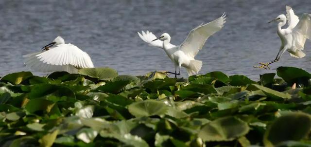 从小学古诗词有什么好处 从小学古诗词有什么好处