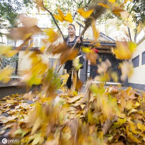 合肥市金色梧桐怎么样