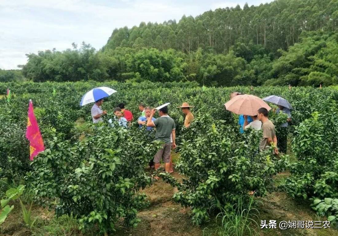 柑橘苗種植手藝與辦理_芒果樹苗怎么種植