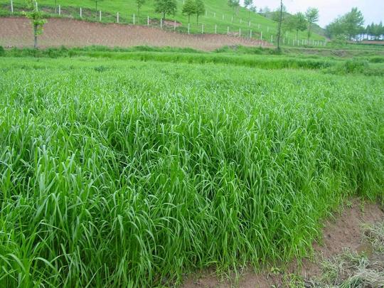 想赚钱、不怕吃苦的农村人看过来，这些种植项目适合你