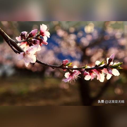 无锡市旅游景区地图最新的长尾关键词有哪些