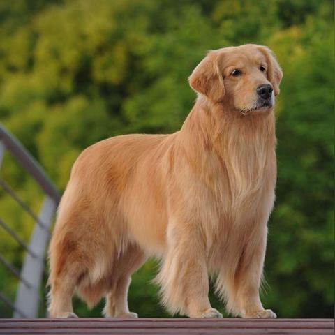 19年生肖狗七月运势如何(生肖狗2021年阳历7月运势)