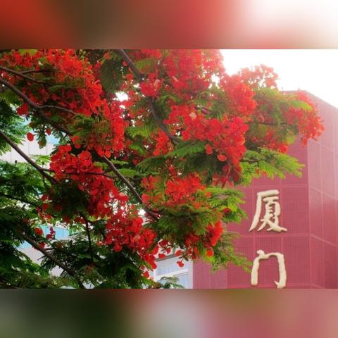 厦门市树凤凰木在哪里