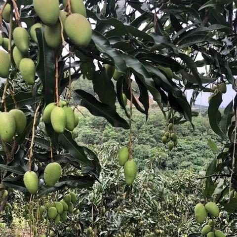 3月份宁波市有什么水果