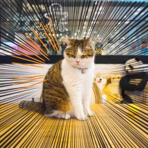 【天津吉娃娃领养】相关长尾关键词有哪些