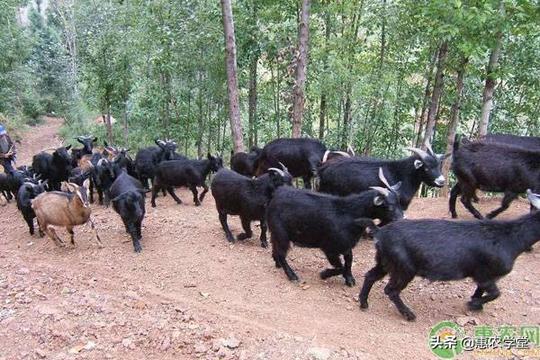 养殖黑山羊赚钱吗？价格多少钱一斤？黑山羊养殖前景分析