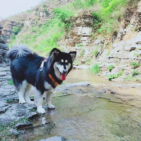 桂林市哪里能带狗进去玩