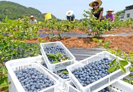 返乡创业做什么？蓝莓营养高、效益好，你清楚如何科学种植吗
