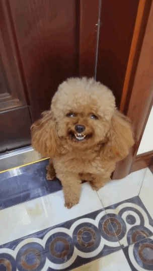 泰迪小色狗搞笑可爱萌萌哒gif