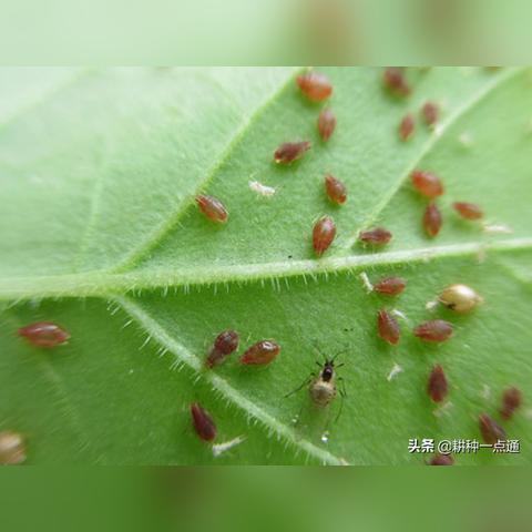 河南烟叶质量怎么样