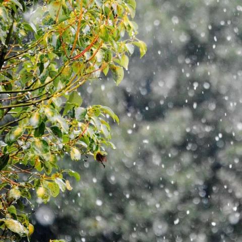 星期三石家庄市限什么号