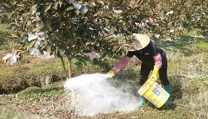 種植柑橘蓋地膜手藝_柑橘樹凍害后若何處置