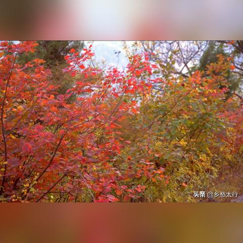 石家庄市枫树村在哪里呀