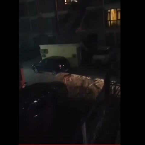 保定市狂犬疫苗价钱的长尾关键词有哪些